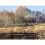 Zdjęcia użytkowników Huawei Nova 9 Zdjęcia użytkowników Huawei Nova 9