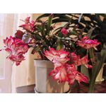 Zdjęcia użytkowników Huawei Nova 9 Zdjęcia użytkowników Huawei Nova 9