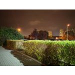 Zdjęcia użytkowników Huawei Nova 9 Zdjęcia użytkowników Huawei Nova 9