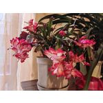 Zdjęcia użytkowników Huawei Nova 9 Zdjęcia użytkowników Huawei Nova 9