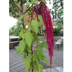 Zdjęcia użytkowników Huawei Nova Plus Zdjęcia użytkowników Huawei Nova Plus