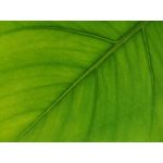 Zdjęcia użytkowników Huawei P Smart 2019