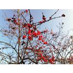 Zdjęcia użytkowników Huawei P Smart Pro