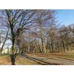 Zdjęcia użytkowników Huawei P Smart Pro