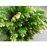 Zdjęcia użytkowników Huawei P Smart Pro