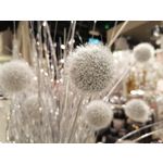 Zdjęcia użytkowników Huawei P Smart Pro