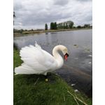 Zdjęcia użytkowników Huawei P Smart Z
