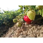 Zdjęcia użytkowników Huawei P Smart Zdjęcia użytkowników Huawei P Smart