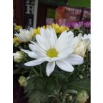 ZDJĘCIA Z TEGO TELEFONU