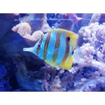 Zdjęcia użytkowników Huawei P Smart Dual SIM