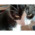 Zdjęcia użytkowników Huawei P Smart Dual SIM