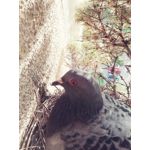 ZDJĘCIA Z TEGO TELEFONU