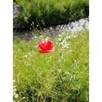 ZDJĘCIA Z TEGO TELEFONU