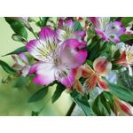 Zdjęcia użytkowników Huawei P Smart Dual SIM