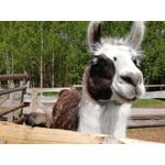 Zdjęcia użytkowników Huawei P Smart Dual SIM