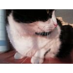 Zdjęcia użytkowników Huawei P Smart Dual SIM