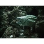 Zdjęcia użytkowników Huawei P Smart Dual SIM