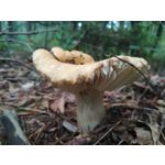 Zdjęcia użytkowników Huawei P10 Lite Dual SIM Zdjęcia użytkowników Huawei P10 Lite Dual SIM