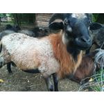 Zdjęcia użytkowników Huawei P10 Lite Dual SIM Zdjęcia użytkowników Huawei P10 Lite Dual SIM