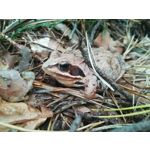 Zdjęcia użytkowników Huawei P10 Lite Dual SIM Zdjęcia użytkowników Huawei P10 Lite Dual SIM