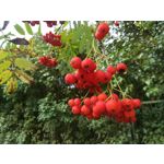 Zdjęcia użytkowników Huawei P10 Lite Dual SIM Zdjęcia użytkowników Huawei P10 Lite Dual SIM