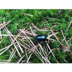 Zdjęcia użytkowników Huawei P10 Lite Dual SIM Zdjęcia użytkowników Huawei P10 Lite Dual SIM