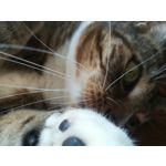 Zdjęcia użytkowników Huawei P10 Lite Dual SIM Zdjęcia użytkowników Huawei P10 Lite Dual SIM