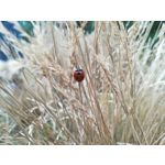 Zdjęcia użytkowników Huawei P10 Lite Dual SIM Zdjęcia użytkowników Huawei P10 Lite Dual SIM