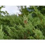 Zdjęcia użytkowników Huawei P10 Lite Dual SIM Zdjęcia użytkowników Huawei P10 Lite Dual SIM