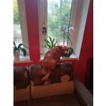 ZDJĘCIA Z TEGO TELEFONU