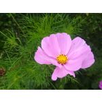 Zdjęcia użytkowników Huawei P10 Lite Dual SIM Zdjęcia użytkowników Huawei P10 Lite Dual SIM