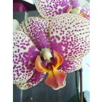 ZDJĘCIA Z TEGO TELEFONU