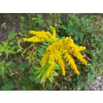 Zdjęcia użytkowników Huawei P10 Lite Dual SIM Zdjęcia użytkowników Huawei P10 Lite Dual SIM