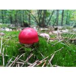 Zdjęcia użytkowników Huawei P10 Lite Dual SIM Zdjęcia użytkowników Huawei P10 Lite Dual SIM