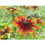 Zdjęcia użytkowników Huawei P10 Lite Dual SIM Zdjęcia użytkowników Huawei P10 Lite Dual SIM