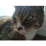 Zdjęcia użytkowników Huawei P10 Lite Dual SIM Zdjęcia użytkowników Huawei P10 Lite Dual SIM