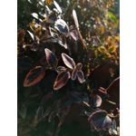 Zdjęcia użytkowników Huawei P10 Lite Zdjęcia użytkowników Huawei P10 Lite