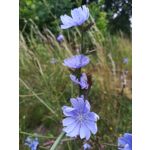 Zdjęcia użytkowników Huawei P10 Lite Zdjęcia użytkowników Huawei P10 Lite