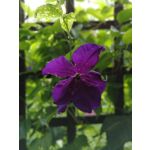 Zdjęcia użytkowników Huawei P10