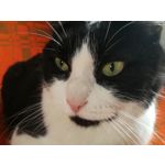 Zdjęcia użytkowników Huawei P10