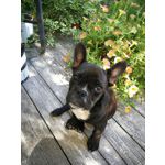 Zdjęcia użytkowników Huawei P10