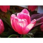 Zdjęcia użytkowników Huawei P10