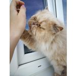 Zdjęcia użytkowników Huawei P10