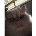 Zdjęcia użytkowników Huawei P10