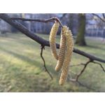 Zdjęcia użytkowników Huawei P10