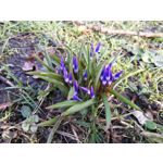 Zdjęcia użytkowników Huawei P10