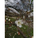 Zdjęcia użytkowników Huawei P10