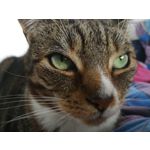 Zdjęcia użytkowników Huawei P10