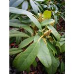 Zdjęcia użytkowników Huawei P10