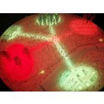 Zdjęcia użytkowników Huawei P10